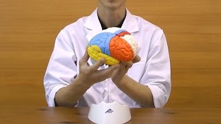 脳，8分解神経学モデル：動画