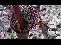 Typhonium venosum Eidechsenwurz Fliegen Amorphophallus