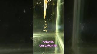 Best Artemia Hatching Method For Baby Fish Fry