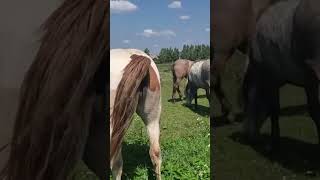 Stallion went for a walk in a herd of mares ।  Beautiful Horses