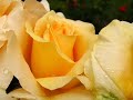 The rose - Roses ecards - Love Greeting Cards The rose - Roses ecards - Love Greeting Cards