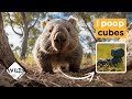 Why Wombats Poop Cubes | Wild to Know