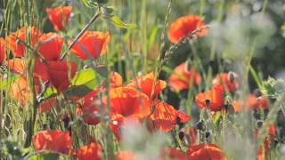 Le Chant De Coquelicots The Song Of The Poppy 39 S Le Chant De Coquelicots The Song Of The Poppy 39 S