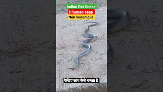 दखए सप कस चलत ह Indian Rat Snake Dhaman Saap