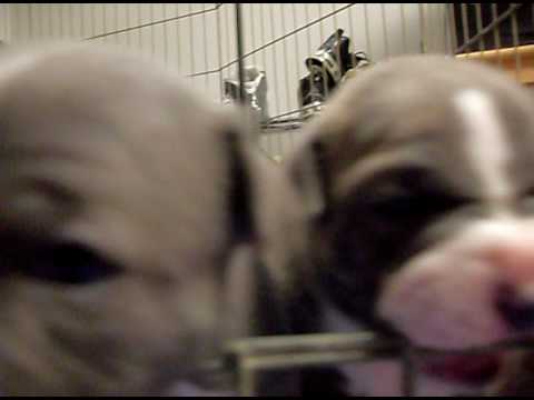 Blue Nose pitbull pups