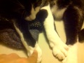 Baby likes paw rub