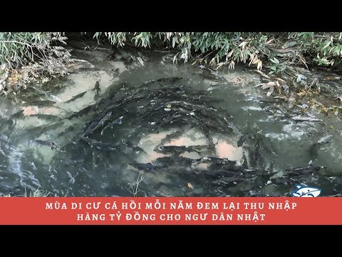 Một trong những loài cá đắt nhất được săn bắt mỗi năm một lần ở Nhật Bản