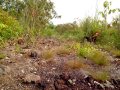 Pikat Ayam Hutan Abc10 images Pikat Ayam Hutan Abc10