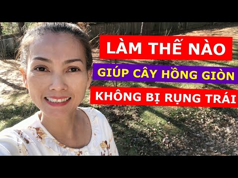 Vlog 20 ♻️ Làm Thế Nào Cây Hồng Giòn Không Bị Rụng Hết Trái ?