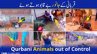 Funny Scenes | Qurbani Animals Out Of Control | Angry Animals