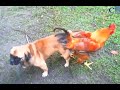 Funny Dog XXX Chicken || Gay dog mating Rooster