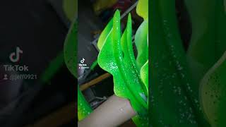 My Green Sea Monster Inpsired Costume