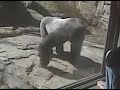 Gorilla attack at the Omaha, NE Zoo