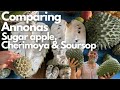 Comparing Annonas - Sugar apple, Cherimoya, Soursop | Similarities & Differences between the Annonas