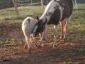 Horse Versus Donkey