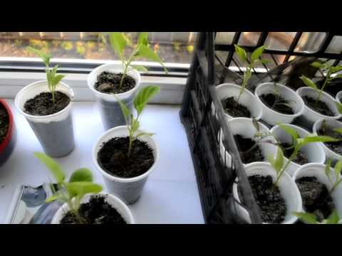 Баклажаны рассадой: посев и уход – советы биолога