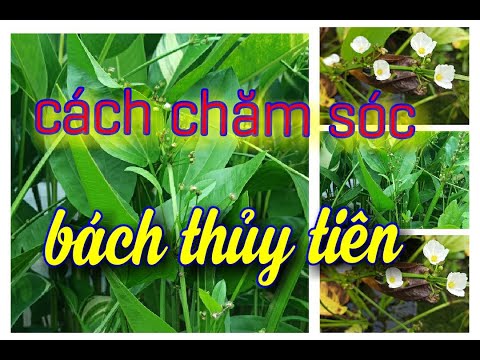 bách thủy tiên|cách chăm sóc bách thủy tiên