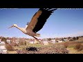 Sprucin Up Nest White Storks Nest Poland April 6 2018 Sprucin Up Nest White Storks Nest Poland April 6 2018