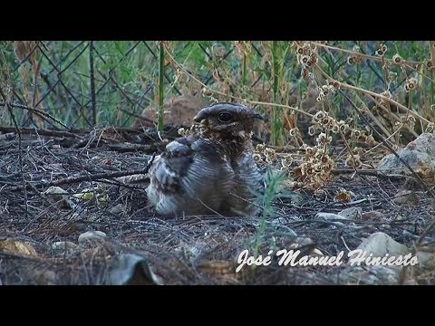 Nightjar, la misteriosa vida del Chotacabras