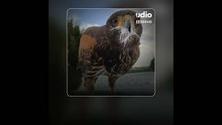 Joyeux Noël, Des Aigles Des Alpes Mancelles Chant Bonus