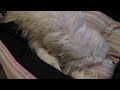 Chelsea (Maltese dog) cleaning her 3 cute male puppies (3)