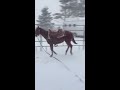 Too Hot and Sleepy (Too Sleepy to Zip x A Blazing Impulsion