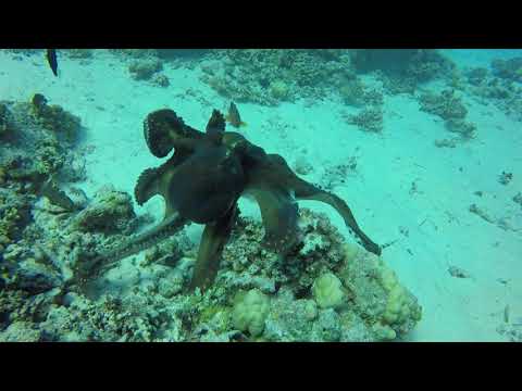 octopus versus tiger snake eel - Red Sea - Egypt - hurghada