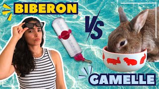 Gamelle Vs Biberon Lequel Choisir Pour Ton Lapin Dilemme