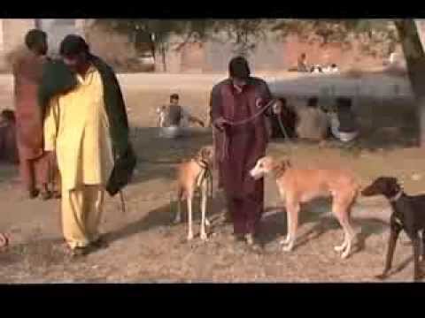 Khargosh Ka Shikar Parhal 2013-2014 Part 1