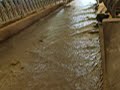 Cow manure alley flushing