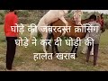 घोड़ा घोड़ी की जबरदस्त क्रासिंग घोड़े ने की घोड़ी की हालत खराब ##hores mating video