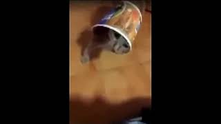 Cat Falls Over In Chicken Bucket Meme