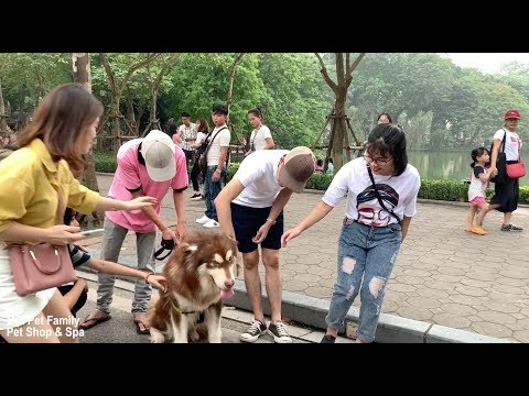 Mật Lên Phố Đi Bộ Làm Náo Loạn Vì Fan Vây Kín - Mật Pet Family