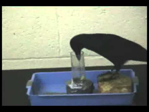 INTELLIGENT CROW غراب ذكي Free Islamic Videos...