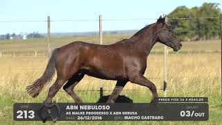 LOTE 213 - CAVALO CRIOULO (MACHOS) - LEILÃO SÃO BIBIANO 2021