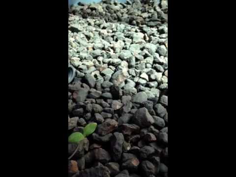Aquaponics in Saudi Arabia