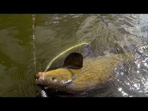 рыбалка сетью линя видео рыбалка сетью линя видео