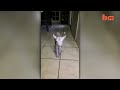 bouncing