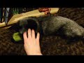 Playing with my pet silver fox