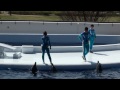 (HD)京都水族館 第一回イルカショー-KYOTO AQUARIUM dolphin performance