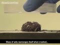 Shape-shifting ants keep moving to hold together