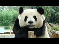 lazy panda