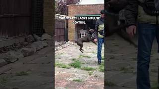 Staffy Impulse Control Training