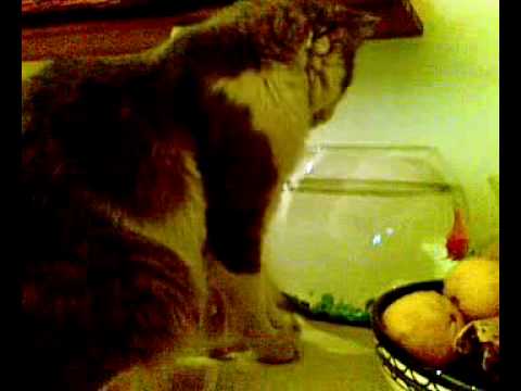 goldfish bowl and cat. cat drinks from fish owl