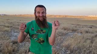 שחרור עין חתול חברבר. @החיות של שלמה