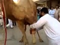 Camel cutting