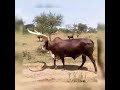 Ankole Cattle/Nikagumeho