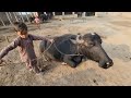 Buffalo farm in village | Dupahar ki routines | Chacha Bhatija