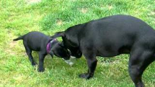Patterdale Terriër Puppies
