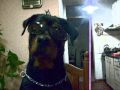 ROTWEILER WANDA NARA - CALAMARO ALTA SUCIEDAD -.